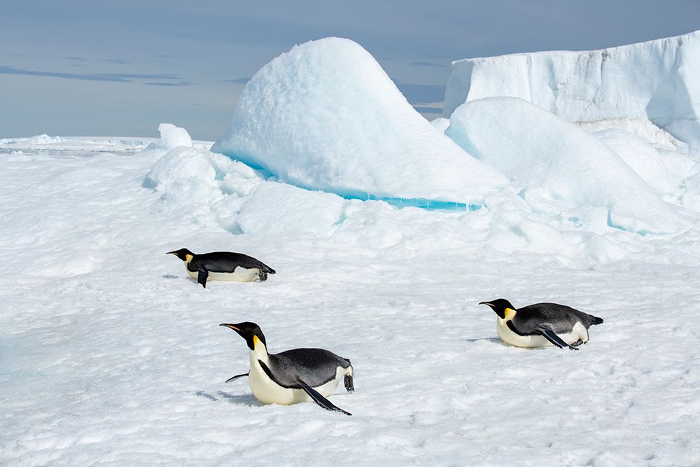 Antarctica-Weddell Sea-Snow Hill. Emperor penguins toboggining.